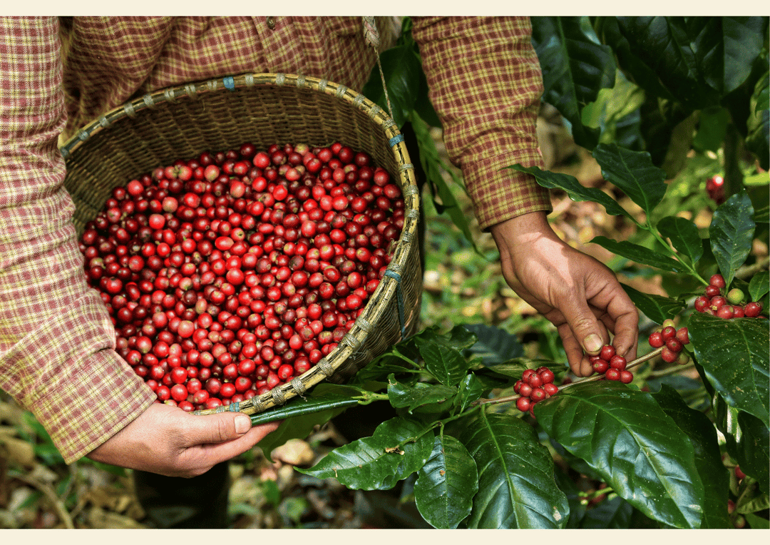 Exploring Coffee Varieties: More Than Just Arabica and Robusta